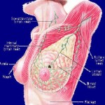 Breast-Cancer-Facts
